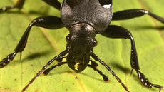 Lederlaufkäfer (4).jpg